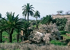 La Gomera, in Alajero : Palmen, blühende Mandeln